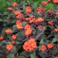 Lychnis x arkwrightii Vesuvius 4.jpg