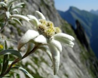 SZAROTKA ALPEJSKA SKALNIAK 