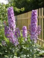 delphinium pacific astolat.jpg