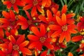 coreopsis ladybird 33.jpg