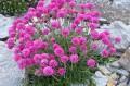 armeria.jpg