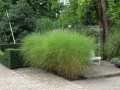 Miscanthus Gracillimus 3.jpg