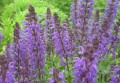 salvia_nemorosa_blaukonigin.jpg