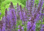 Szałwia omszona Blauköningin  Salvia nemorosa