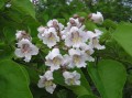 Catalpa_bignonioides_inflorescence.jpg