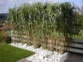 Miscanthus Giganteus 1.jpg