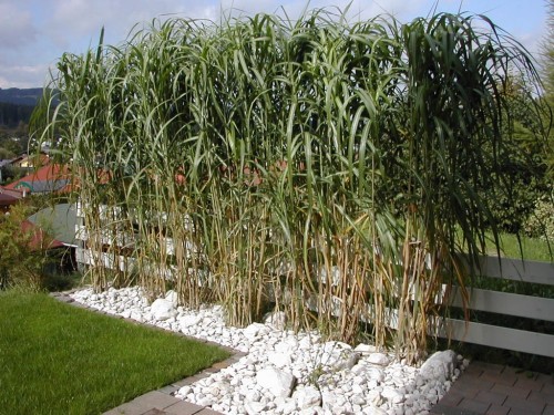 Miscanthus Giganteus 1.jpg