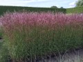 Miscanthus sinensis Ferner Osten 2.jpg
