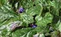 ajuga-sparkler dabrowka.jpg