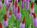 Primula vialii 11.jpg