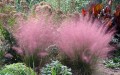 13544-Muhly-Grass.jpg
