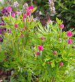 Anemone rubrum.gif