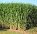 Miscanthus Giganteus 2.jpg