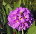 Primula Deep-Rose.jpg