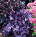 heuchera_forever_purple_1b.jpg