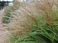 MISKANT YAKA DANCE - Miscanthus sinensis 'Yaka Dance' 1.jpg