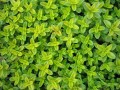 macierzanka-cytrynowa.jpg