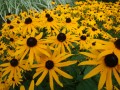 rudbeckia goldsturm 2.jpg