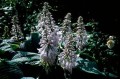 HOSTA BLUE ANGEL 3.jpg