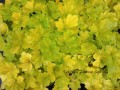 heuchera electra szkołka zieloneogrody.jpg