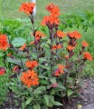 Lychnis x arkwrightii Vesuvius1.jpg