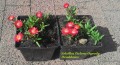Delosperma Słonecznica.jpg