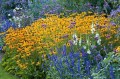 rudbeckia goldsturm 1.jpg