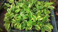 hosta 4.jpg