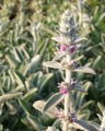 stachys-byzantina-flower.jpg