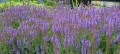 salvia-superba-blaukoningin.jpg