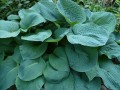 Hosta Big Daddy.jpg
