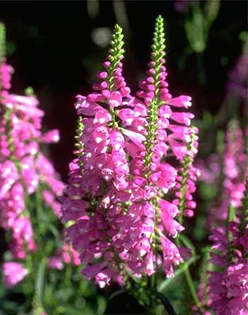 Physostegia_virginiana_plant_w_flower.jpg