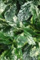 ajuga sparkler 33.jpg