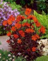 Lychnis x arkwrightii Vesuvius2.jpg