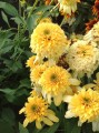 Jeżówka 'Lemon Drop' Echinacea.jpg