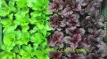 Lobelia Chocolate Truffle 1.jpg