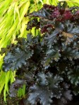 ŻURAWKA HEUCHERA  Black Tafetta NOWOŚĆ !