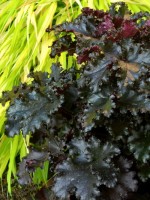 ŻURAWKA HEUCHERA  Black Tafetta NOWOŚĆ !