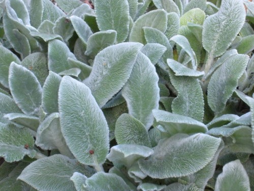 CZYŚCIEC WEŁNISTY Stachys Silver Carpet.jpg