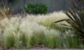 Stipa grass.JPG